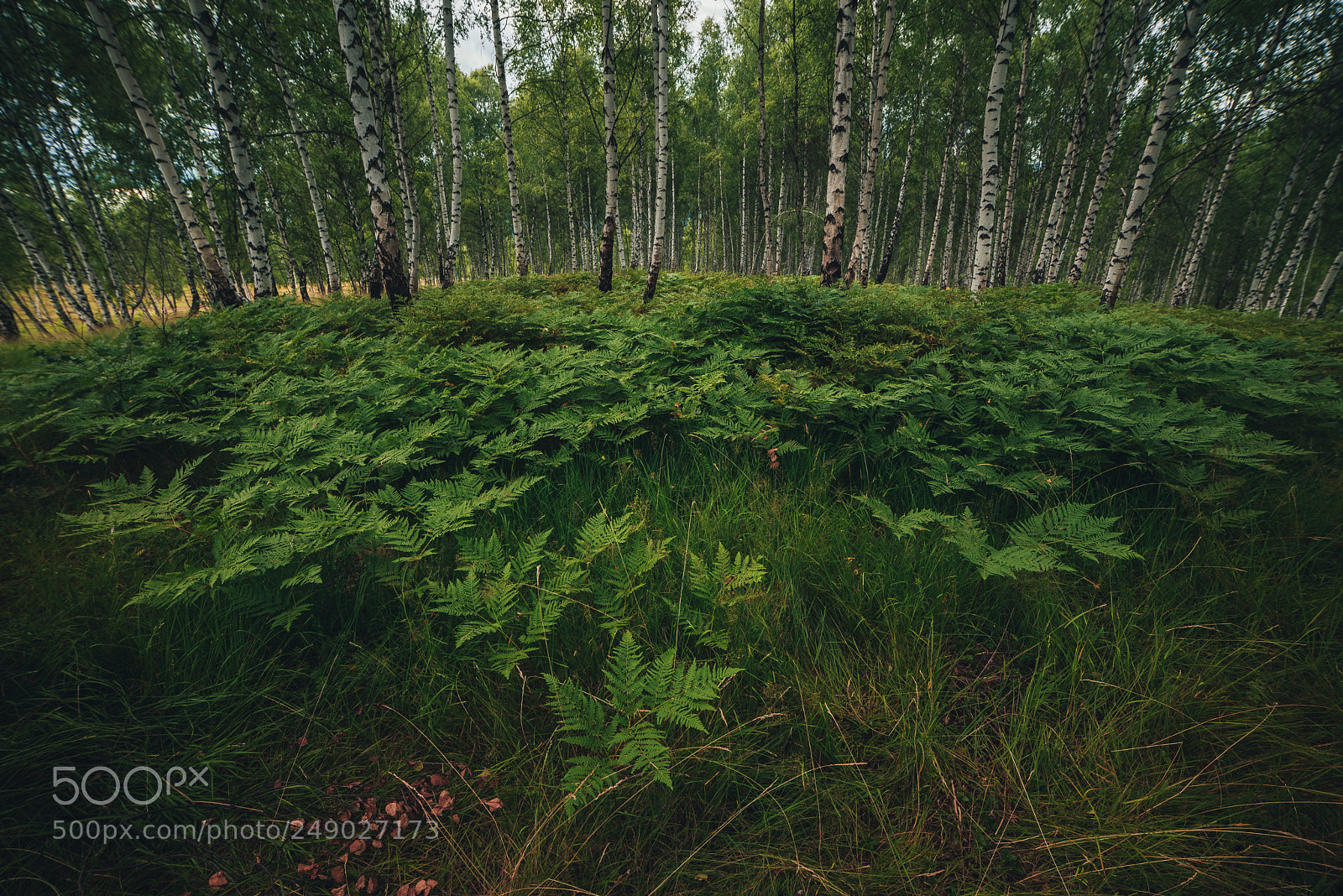 Nikon D610 sample photo. Green forest photography