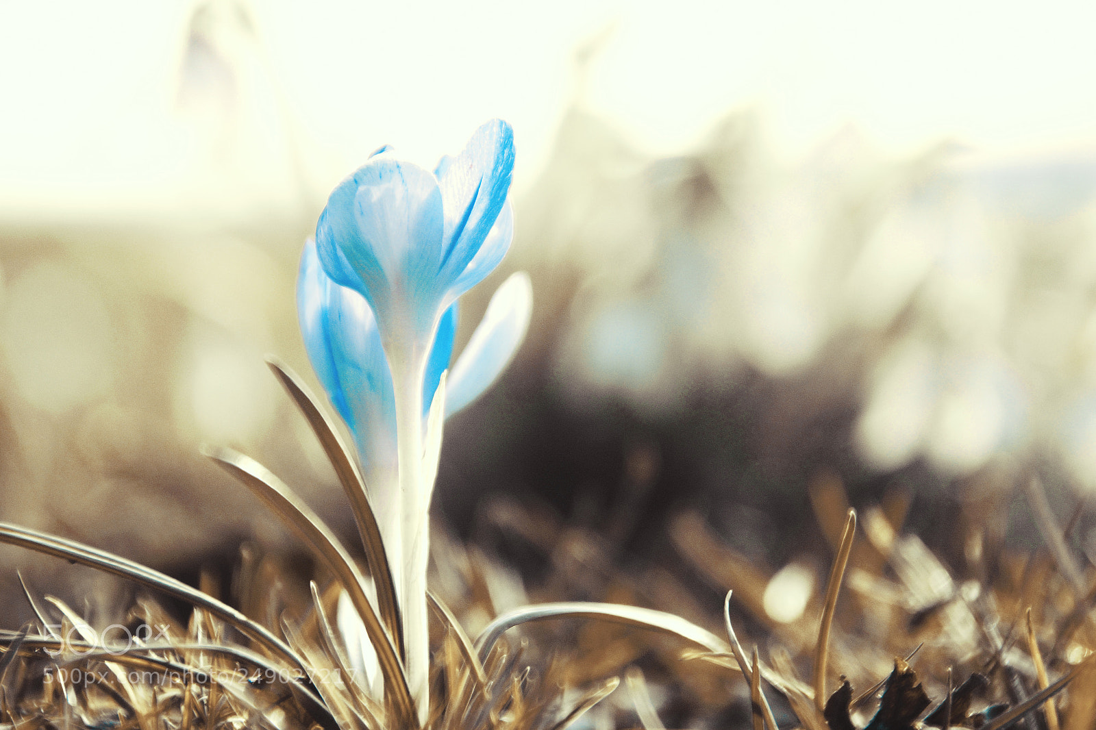 Sony SLT-A77 sample photo. Blue photography