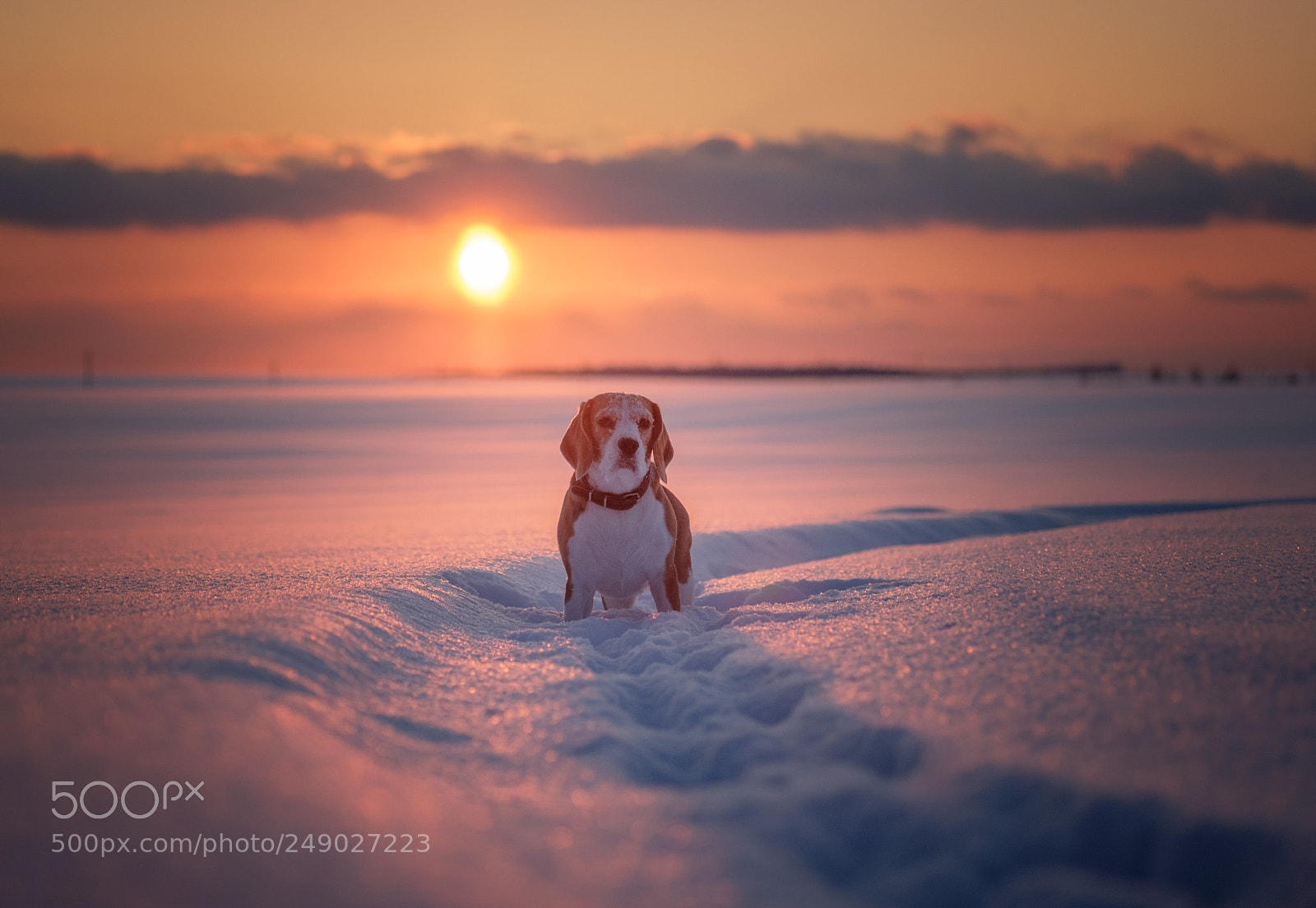 Fujifilm X-T20 sample photo. Beagle dog at sunset photography