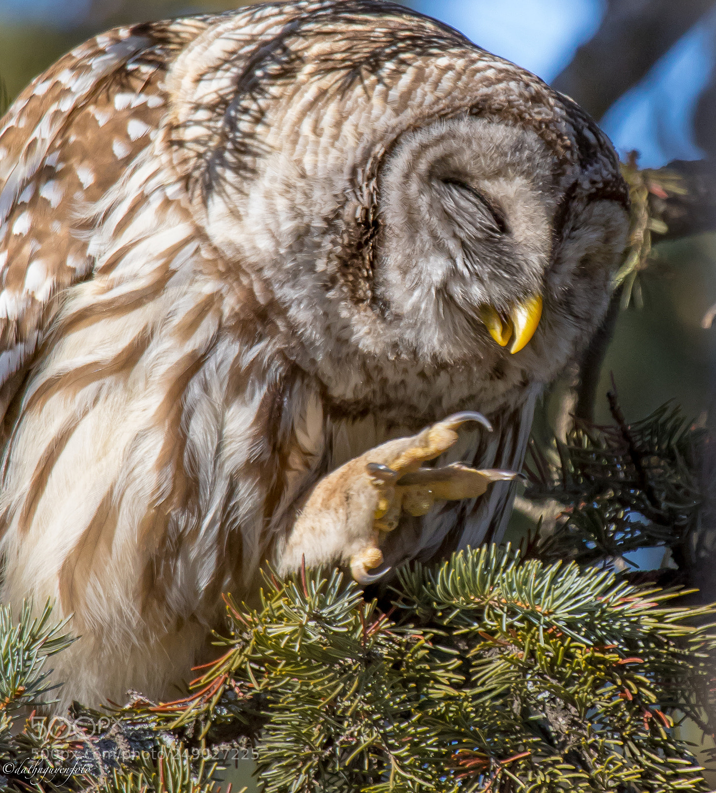 Canon EOS 7D Mark II sample photo. Barred owl photography