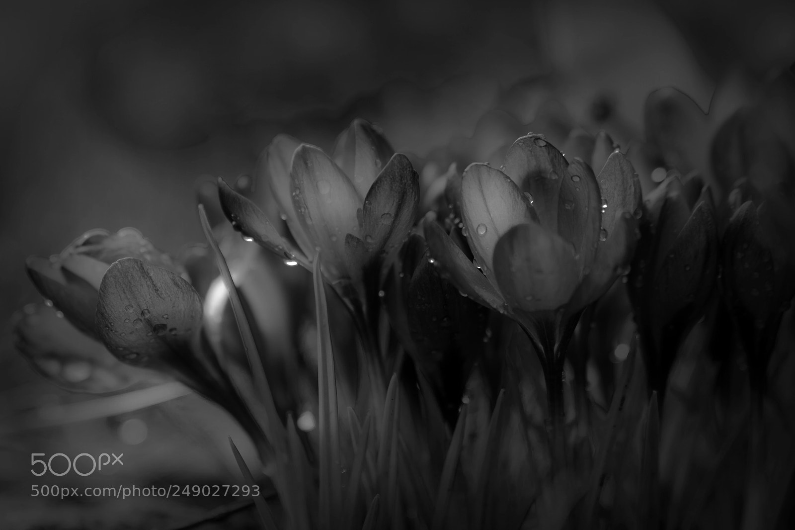 Nikon D5300 sample photo. After the rain photography
