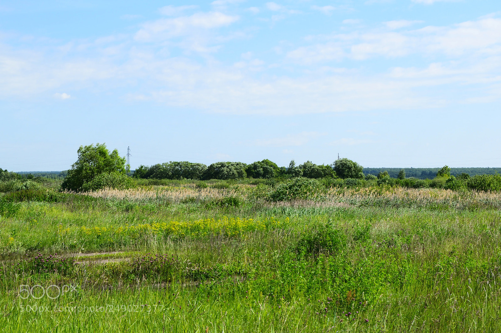 Nikon D3300 sample photo. Summer field. photography