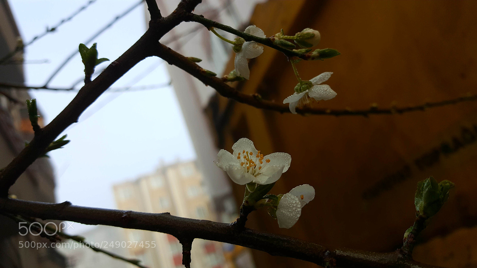 Samsung Galaxy Note5 sample photo. Untitled photography