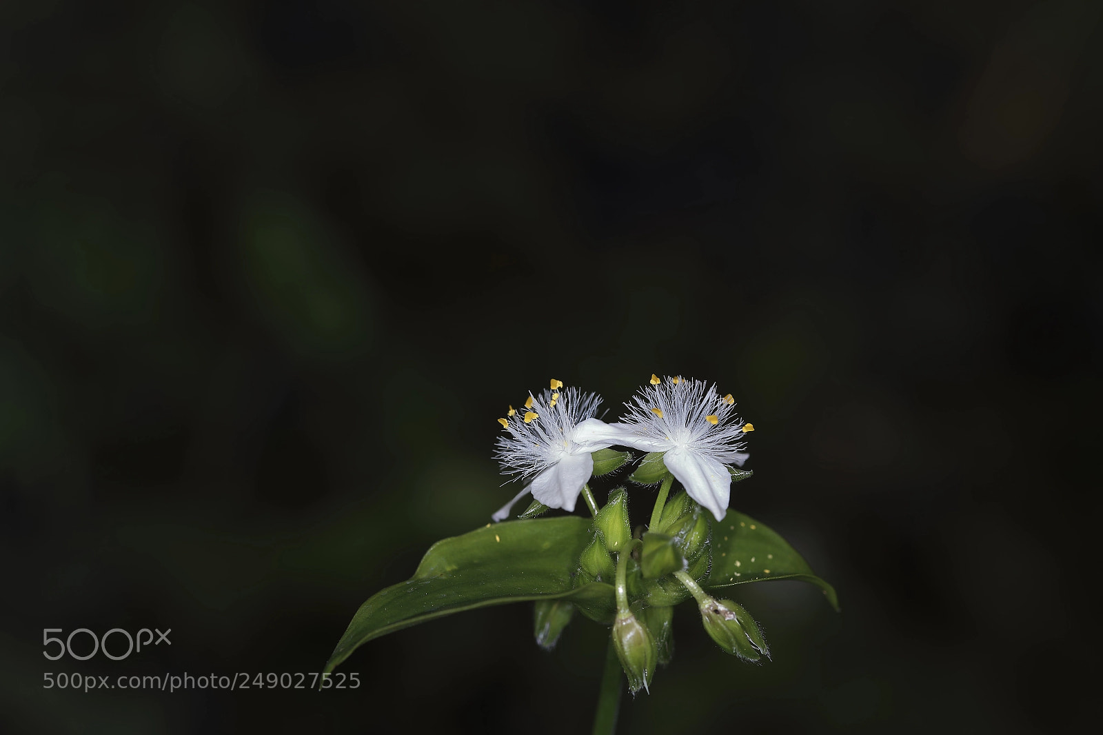 Canon EOS-1D X Mark II sample photo. Tradescantia fluminensis vell photography
