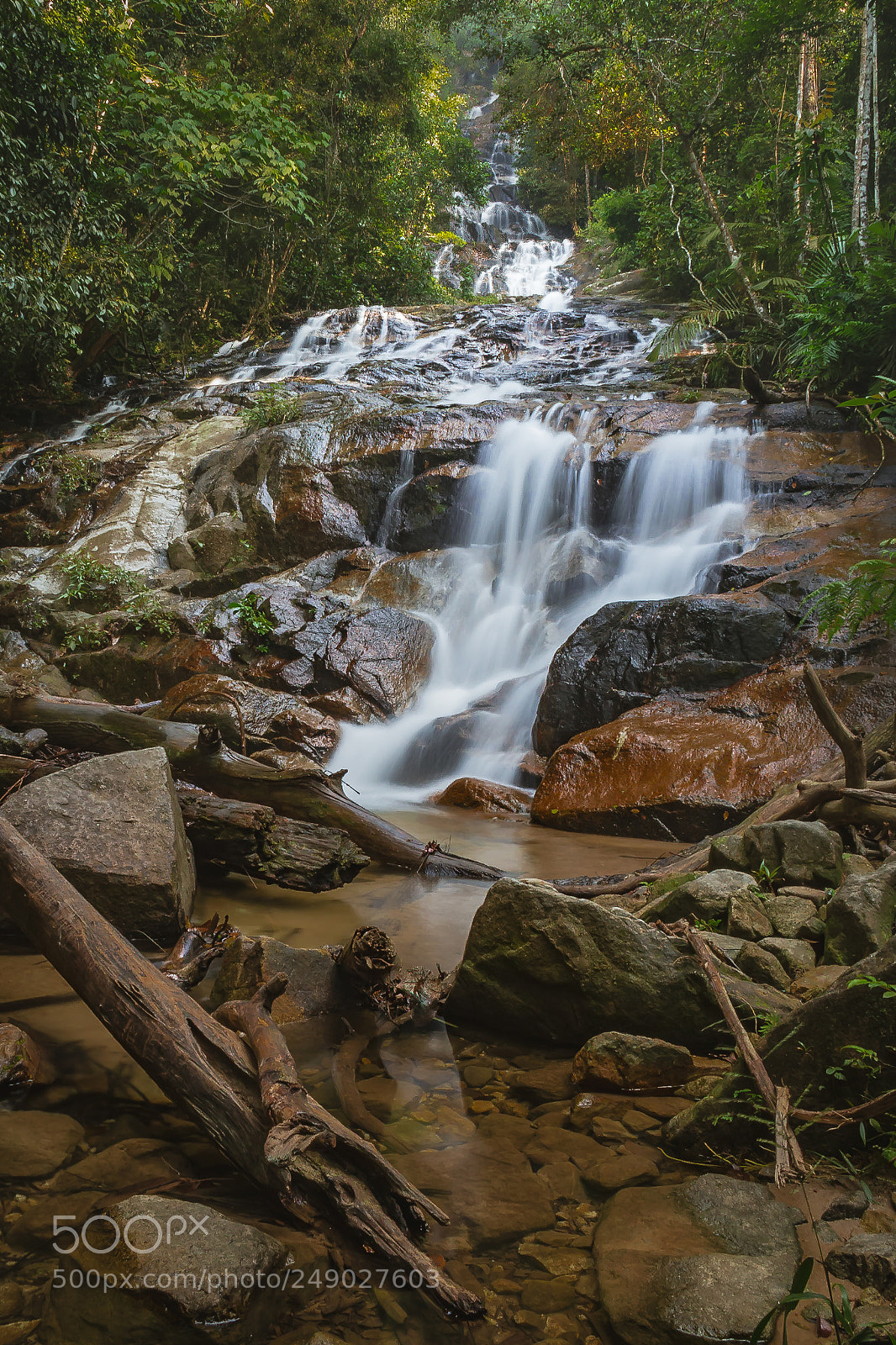 Canon EOS 60D sample photo. Messy rainforest 2 photography