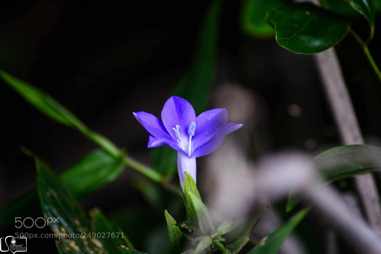 Nikon D7100 sample photo. Flowers photography