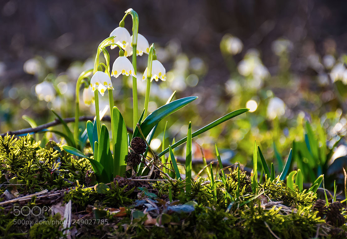 Nikon D7100 sample photo. Snowflake, first flowers of photography