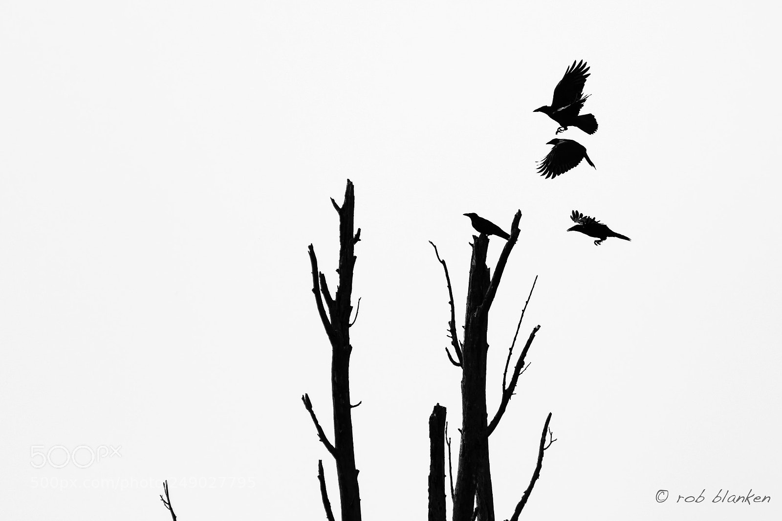 Nikon D500 sample photo. Ghostbirds (7) photography