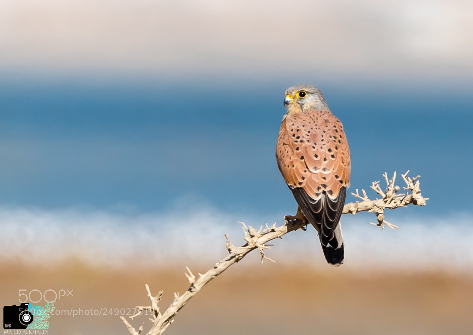Canon EOS 5D Mark IV sample photo. Lesser kestrel photography