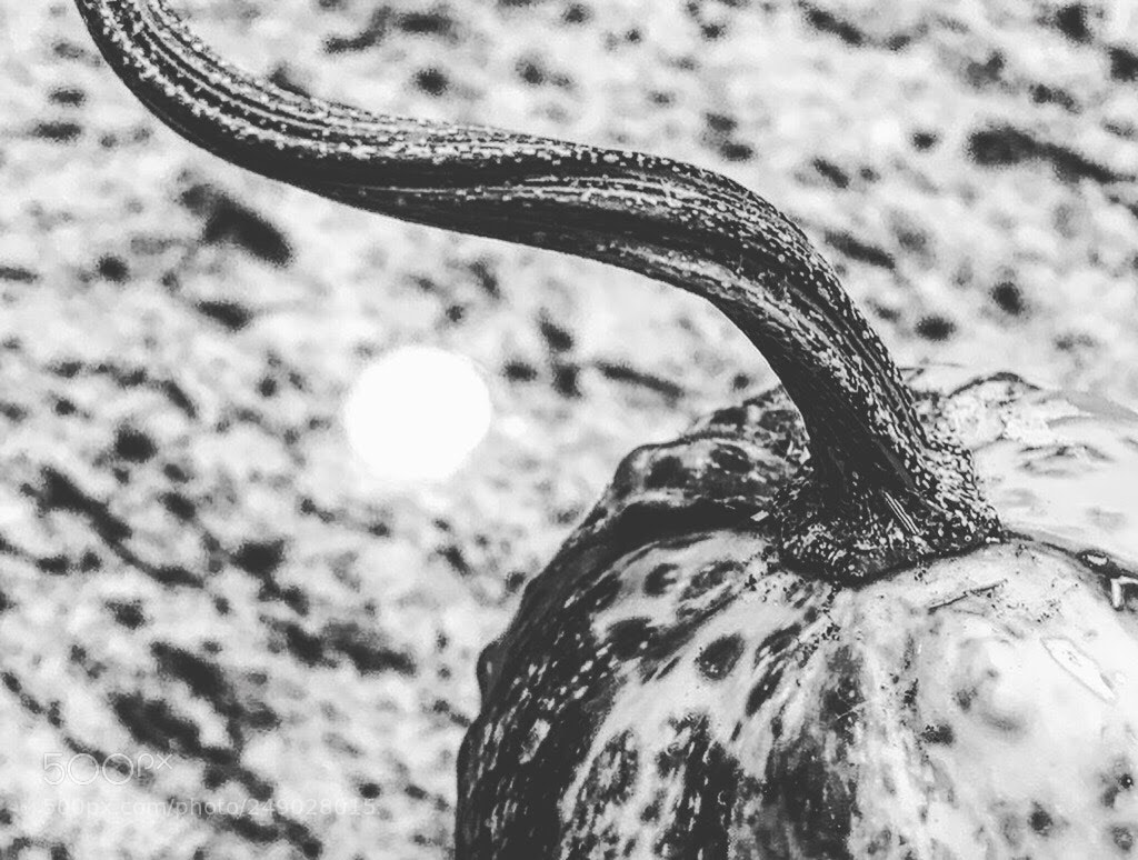 Apple iPhone 7 Plus sample photo. Untitled photography