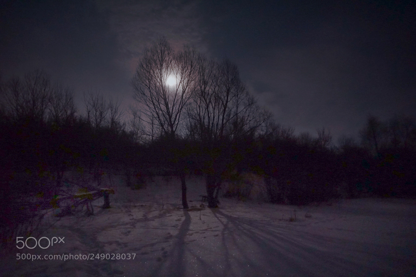 Sony a6000 sample photo. Moon. night.trees photography