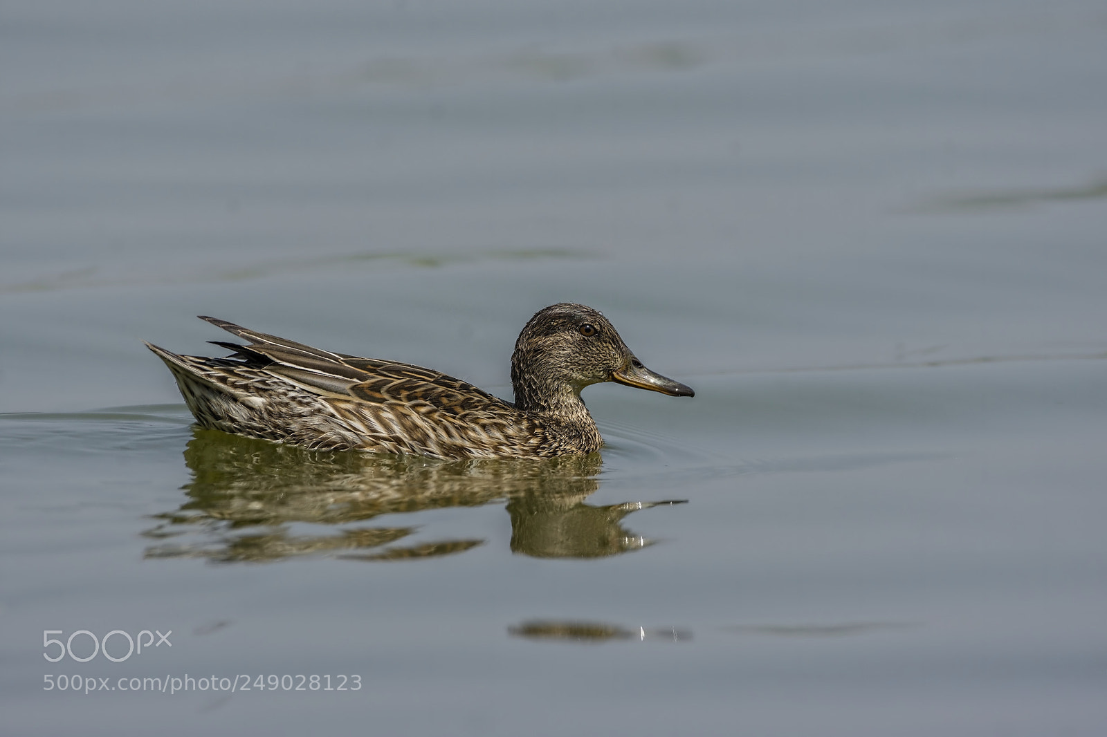 Nikon D7200 sample photo. Common teal (female) photography
