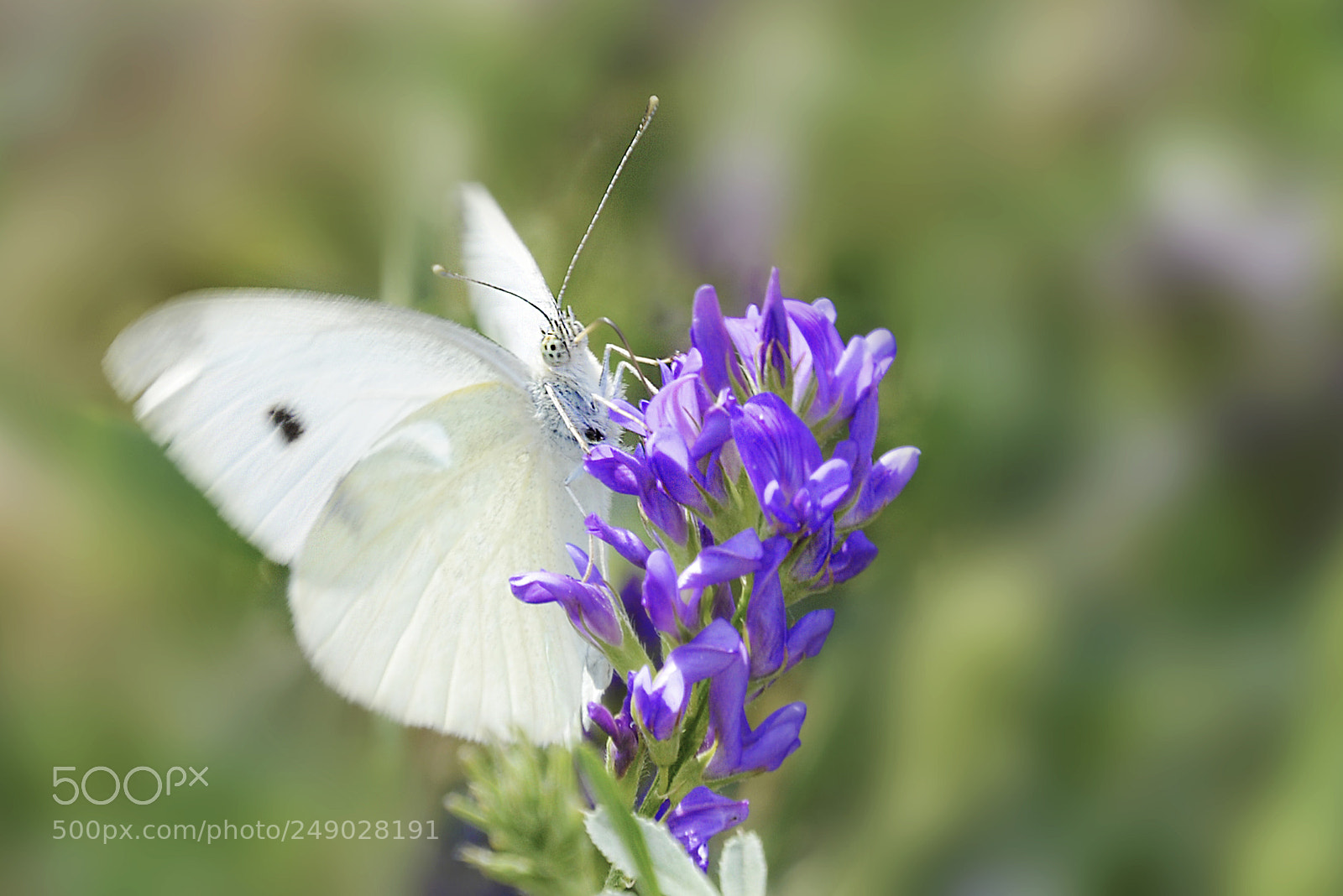 Nikon D5200 sample photo. Relax photography