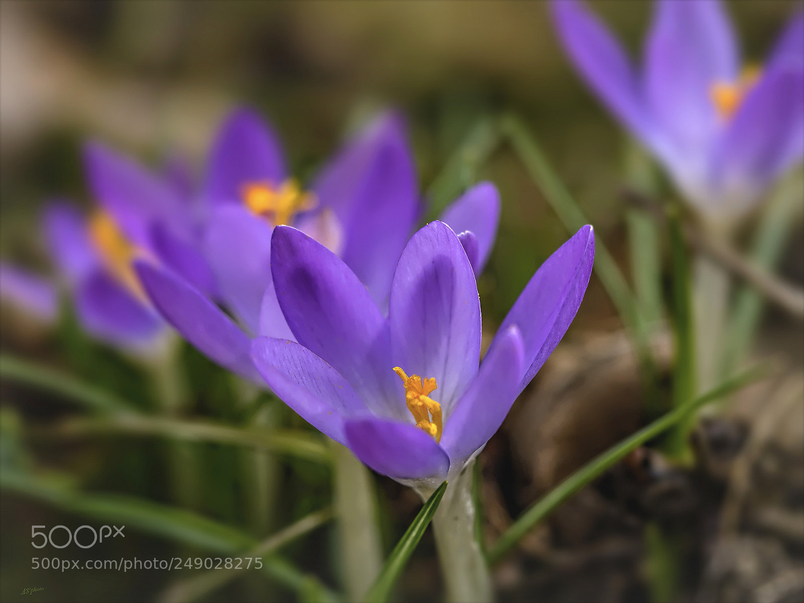 Olympus OM-D E-M1 sample photo. The first spring messengers photography