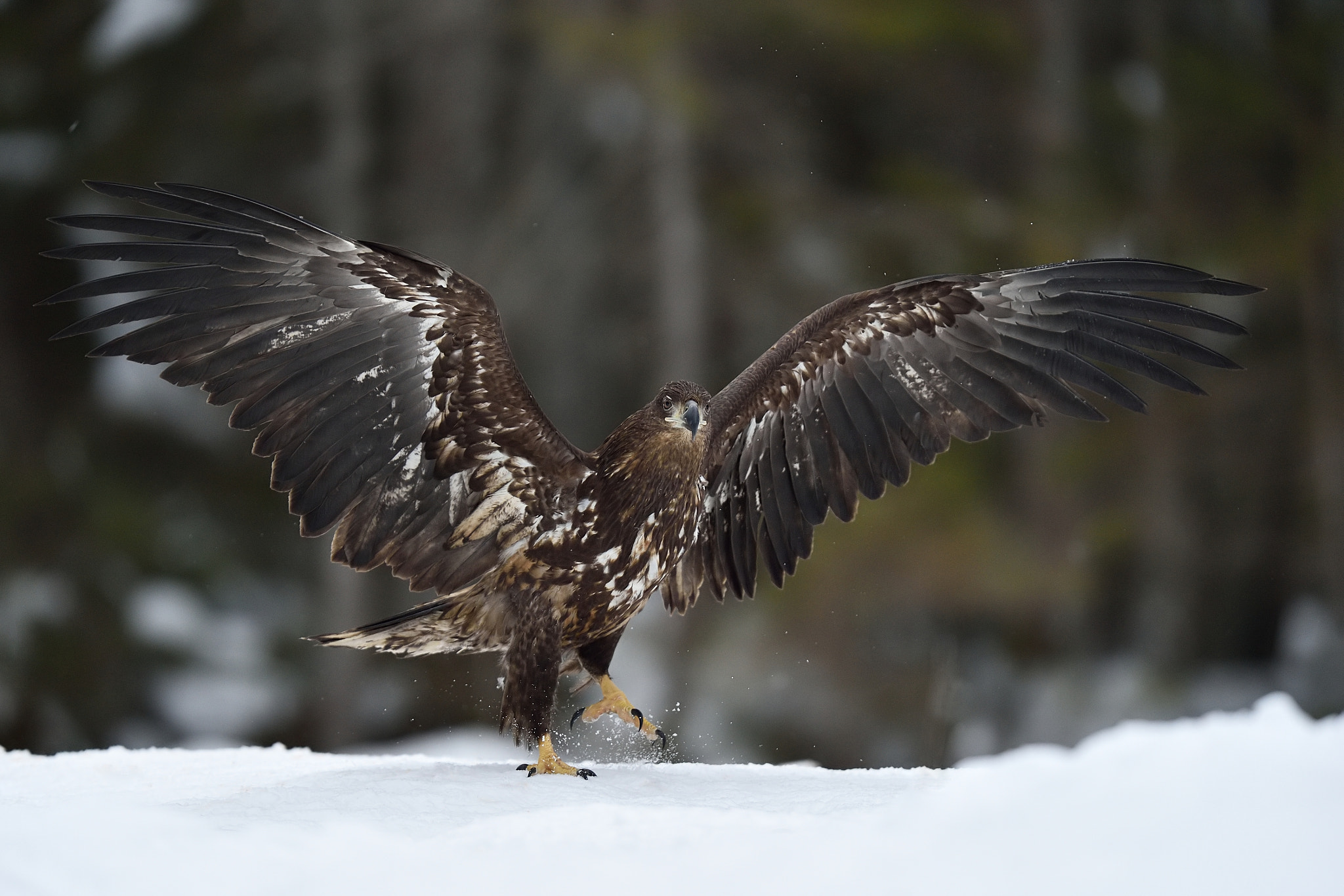 Nikon D4S sample photo. White tailed eagle walking on snow photography