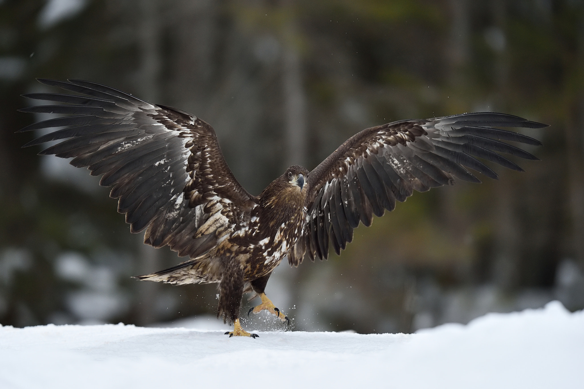 Nikon D4S + Nikon AF-S Nikkor 400mm F2.8G ED VR II sample photo. White tailed eagle walking on snow photography