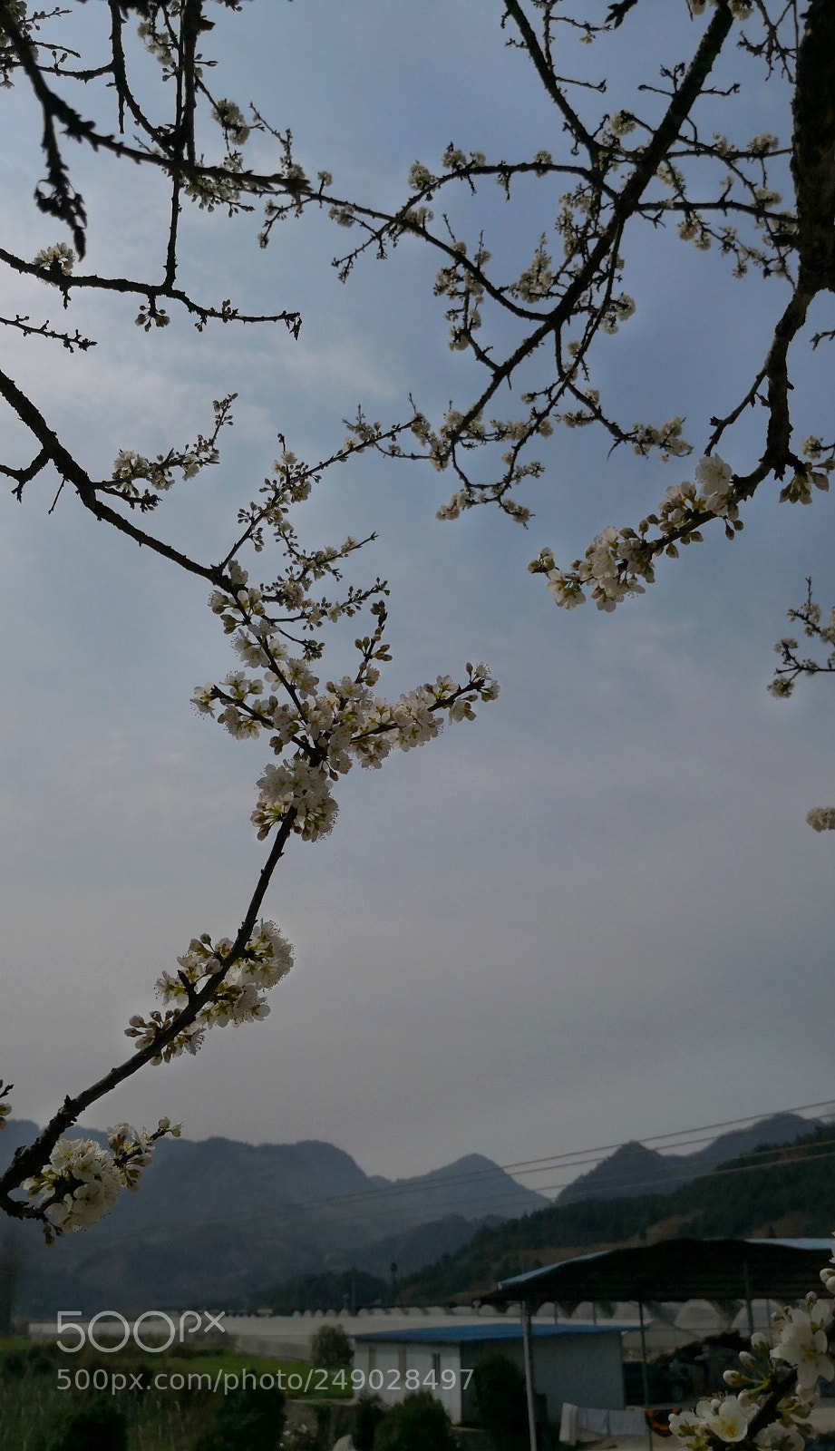 HUAWEI Mate 10 sample photo. 李花 photography