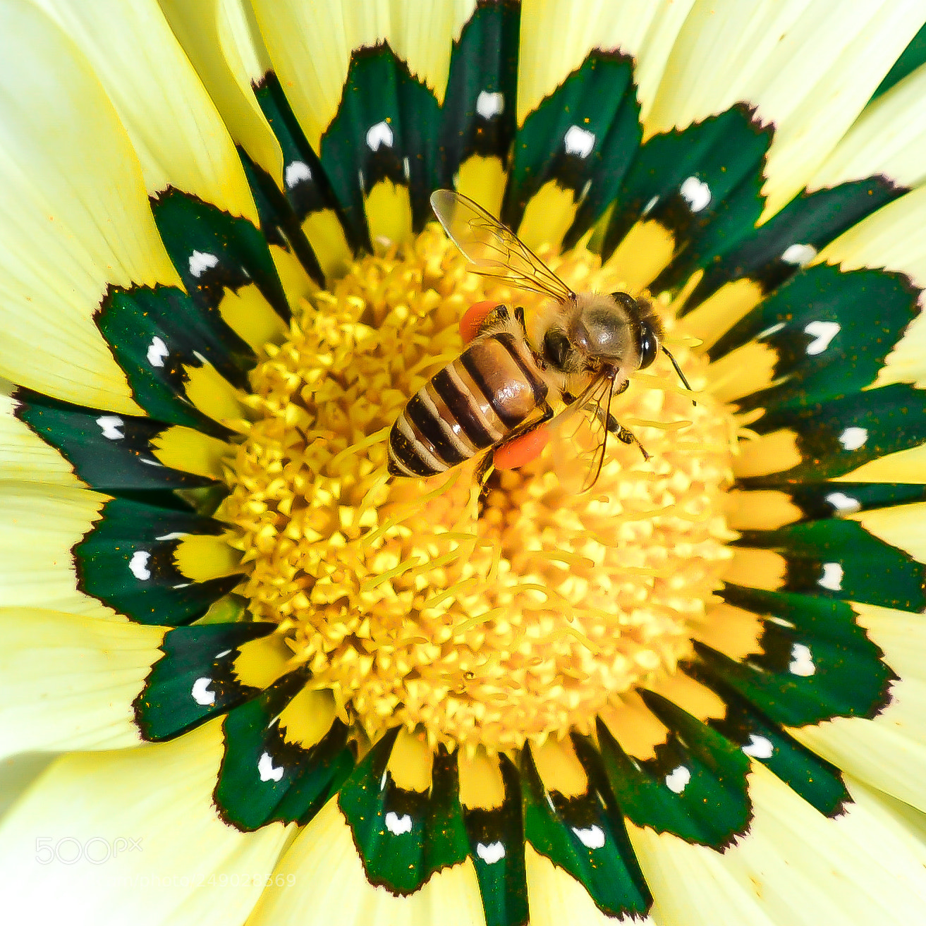 Nikon D3100 sample photo. 4-1.jpg photography
