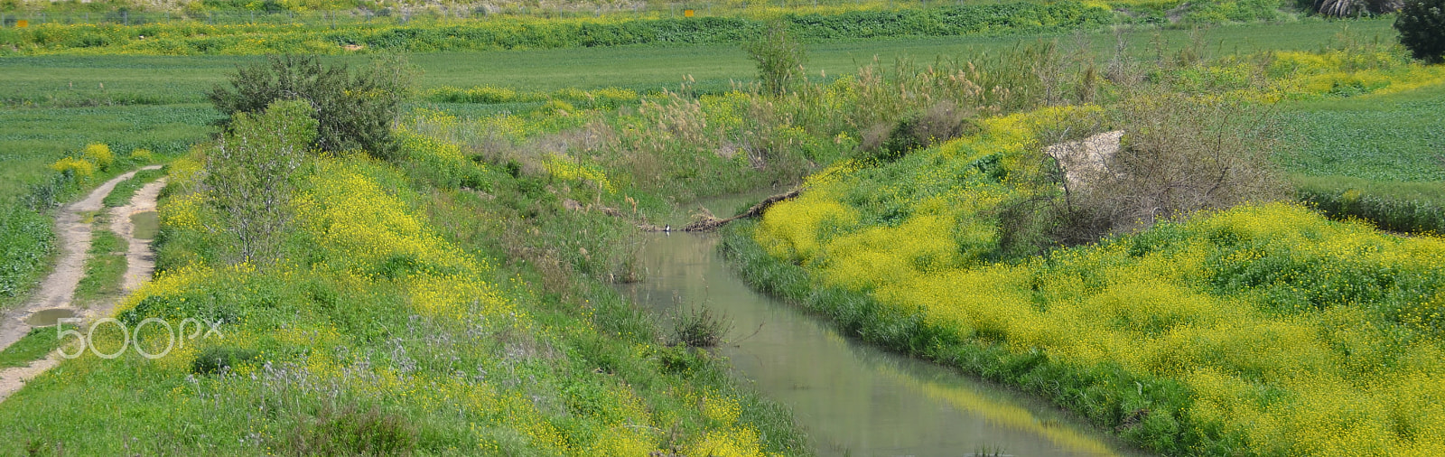 Nikon D7000 sample photo. A trail along the stream photography