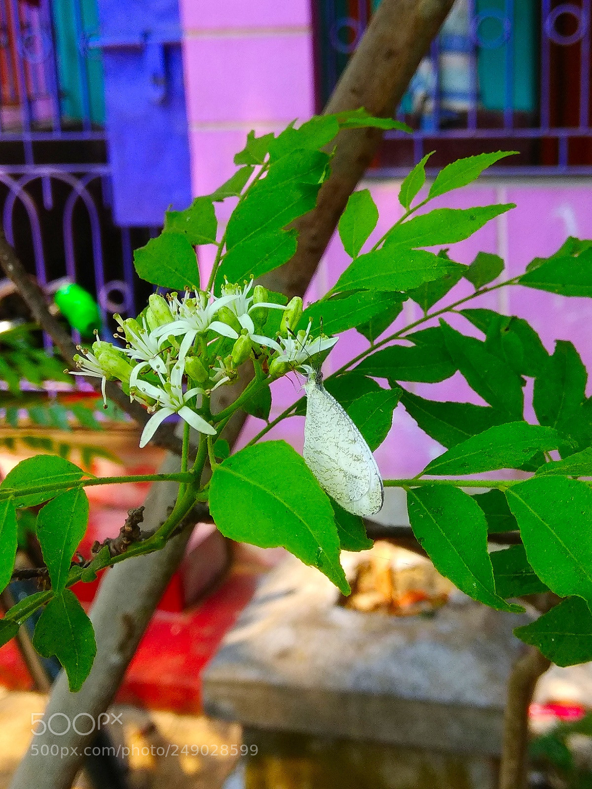 Xiaomi Redmi Note 4 sample photo. White butterfly.. photography