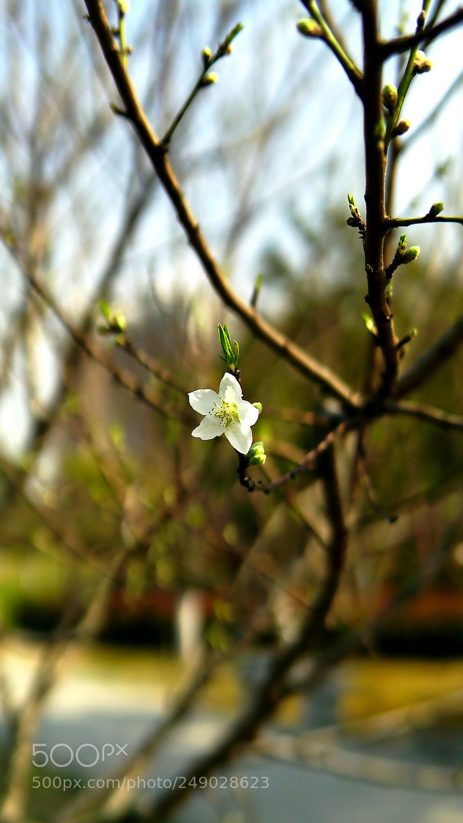 Sony a6000 sample photo. 早春第一朵梨花 photography