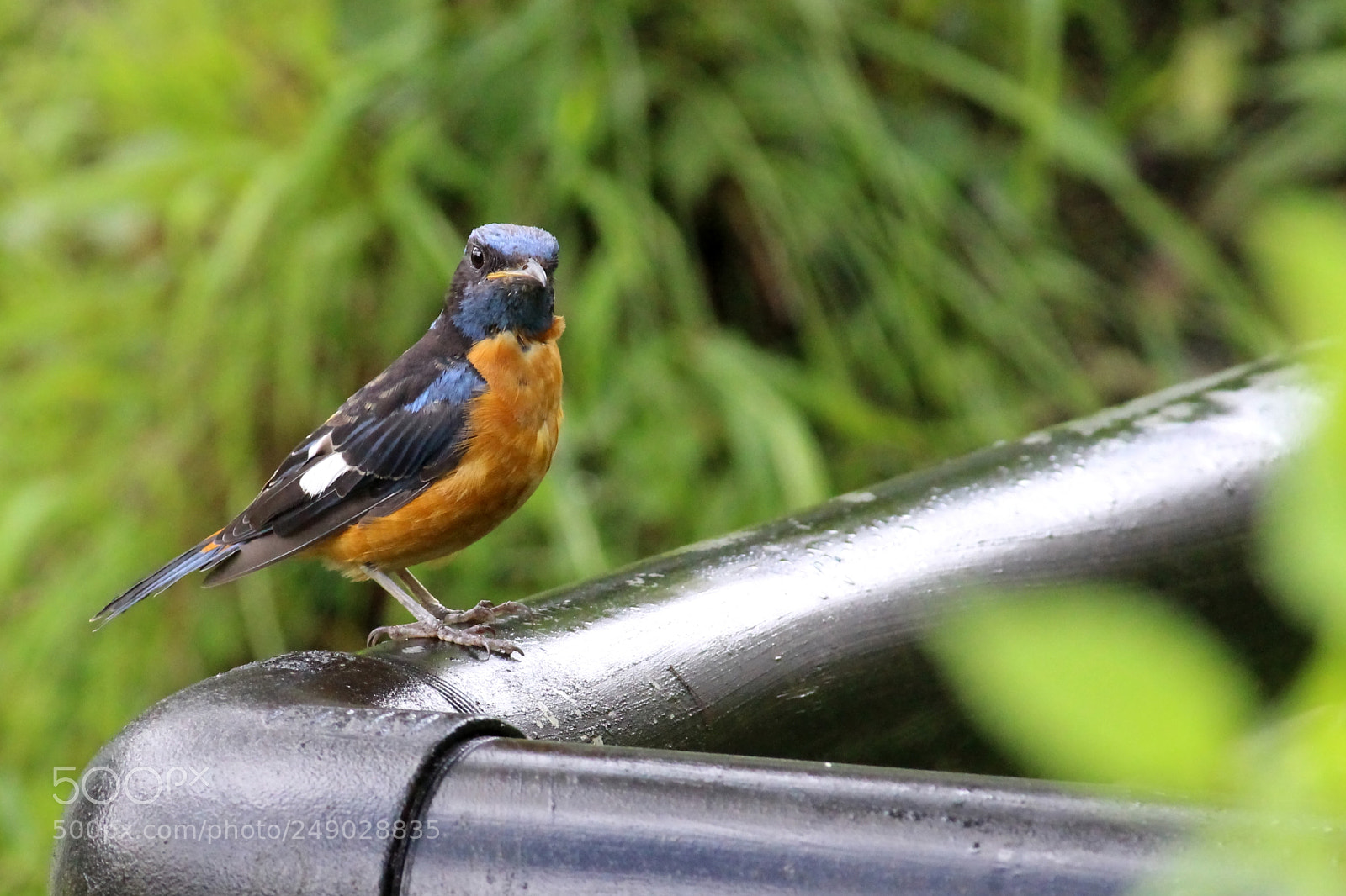 Canon EF-S 55-250mm F4-5.6 IS II sample photo. Blue headed rock thrush photography