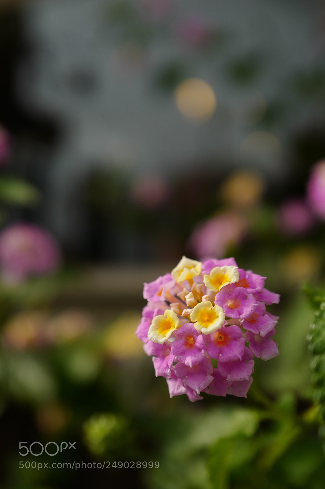 Leica Q (Typ 116) sample photo. Untitled photography