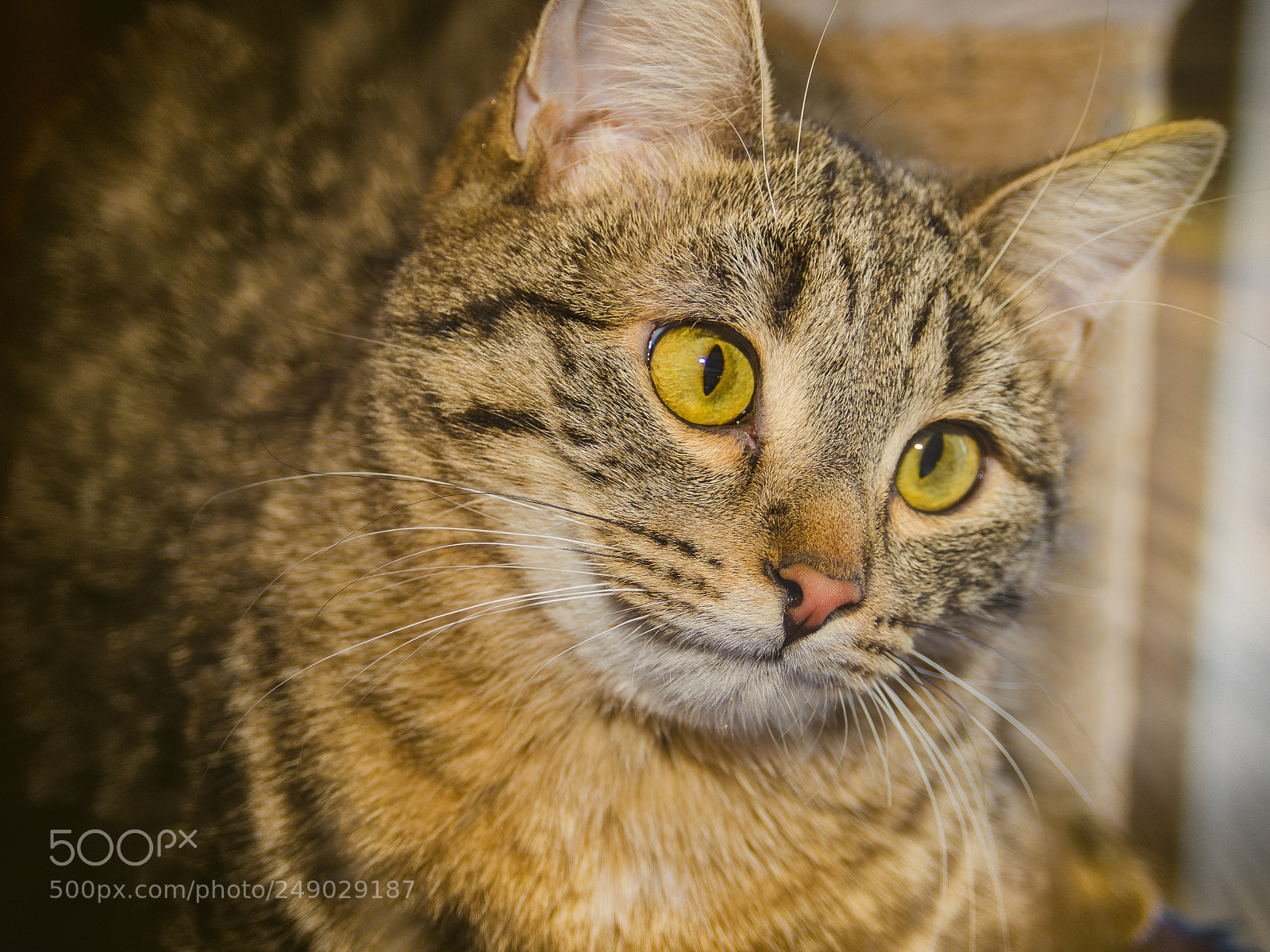 Nikon D7000 sample photo. In search of a photography