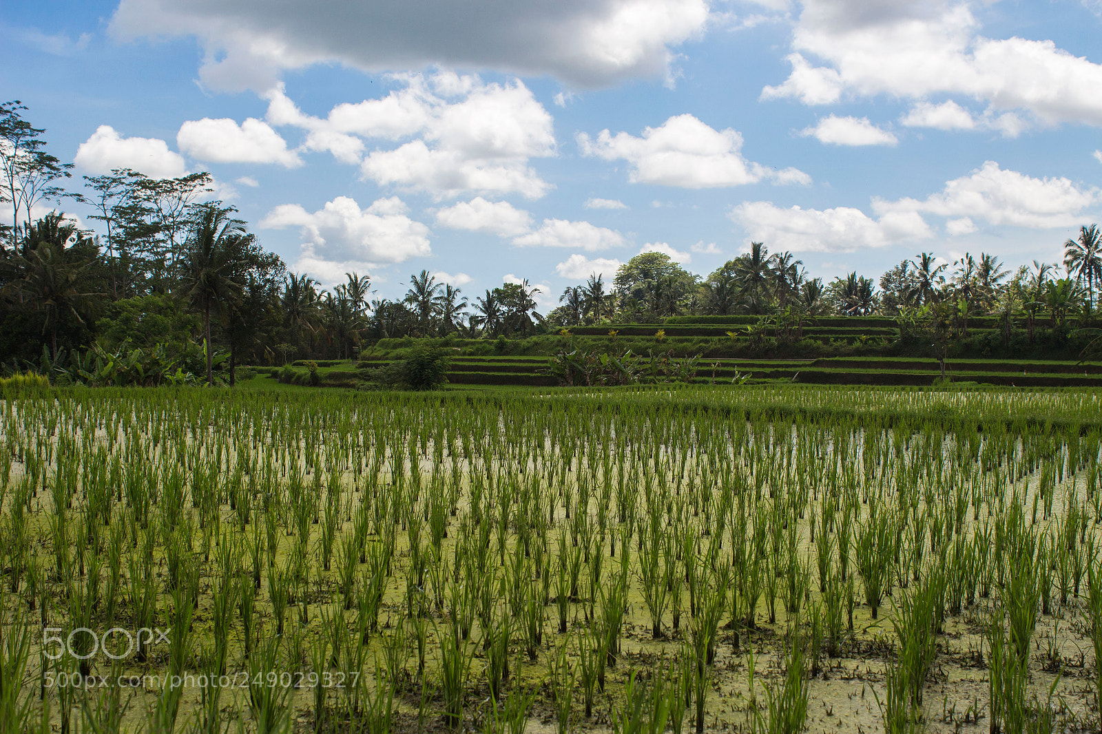 Canon EOS 100D (EOS Rebel SL1 / EOS Kiss X7) sample photo. Indonesia photography