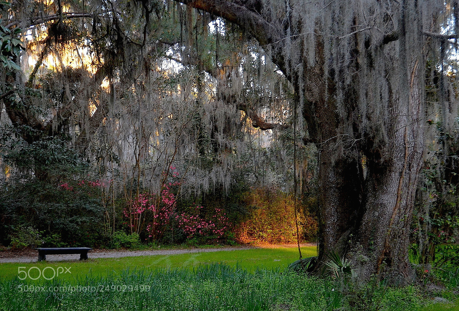 Nikon D5100 sample photo. Afternoon light, magnolia gardens photography
