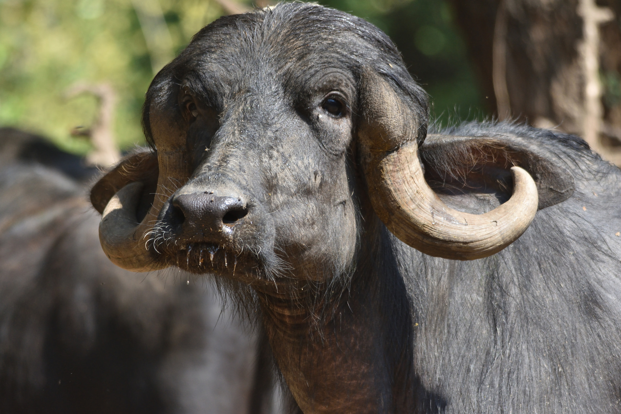 Sigma 150-500mm F5-6.3 DG OS HSM sample photo. Buffalo photography