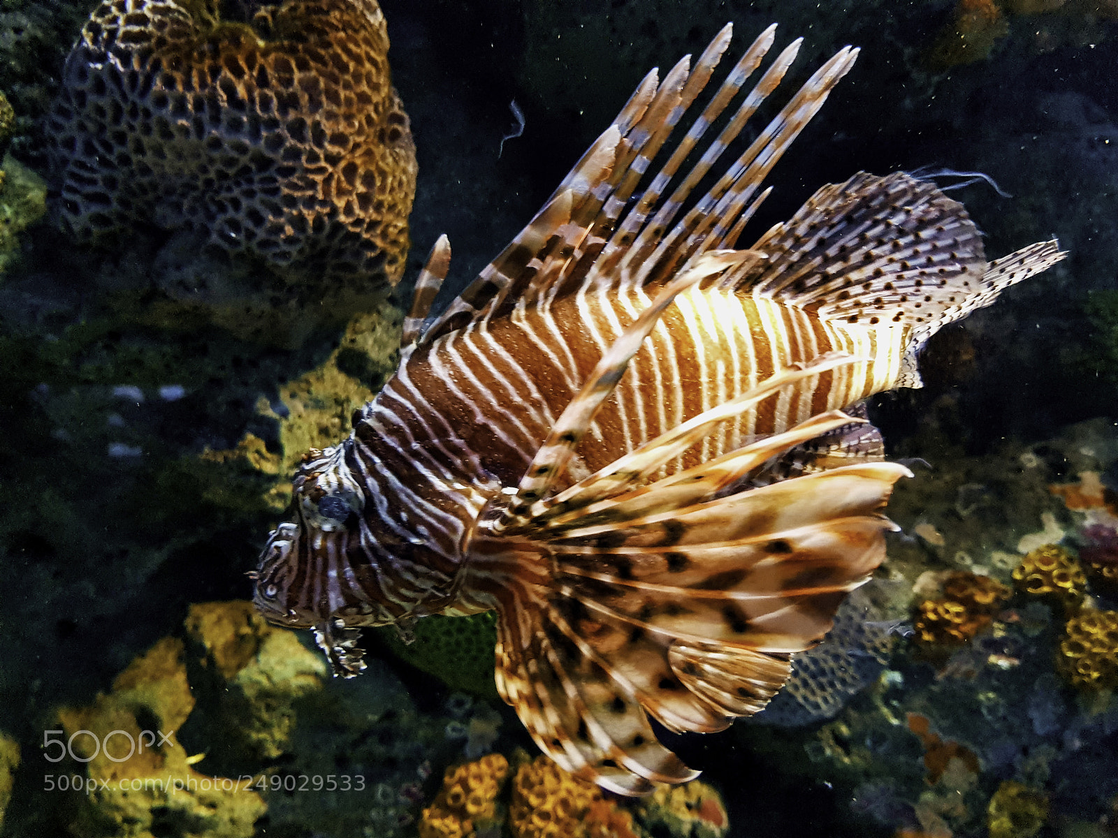 Samsung Galaxy S8 sample photo. Lion fish photography