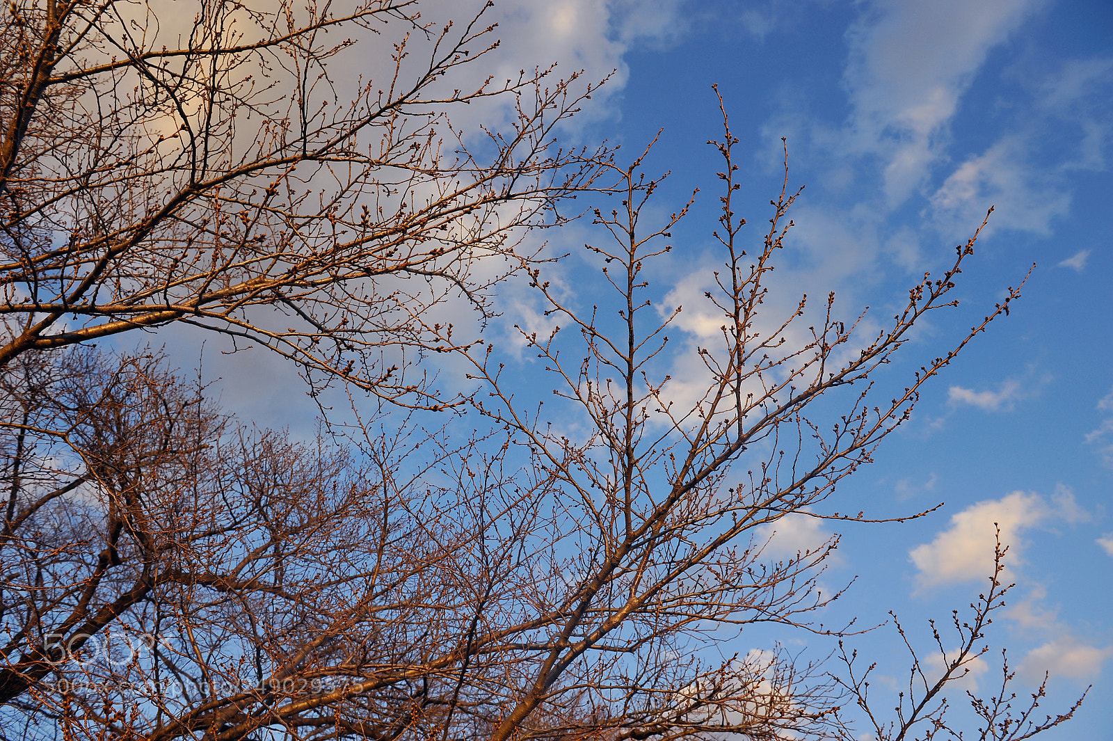Nikon D700 sample photo. 初春的黄昏 photography