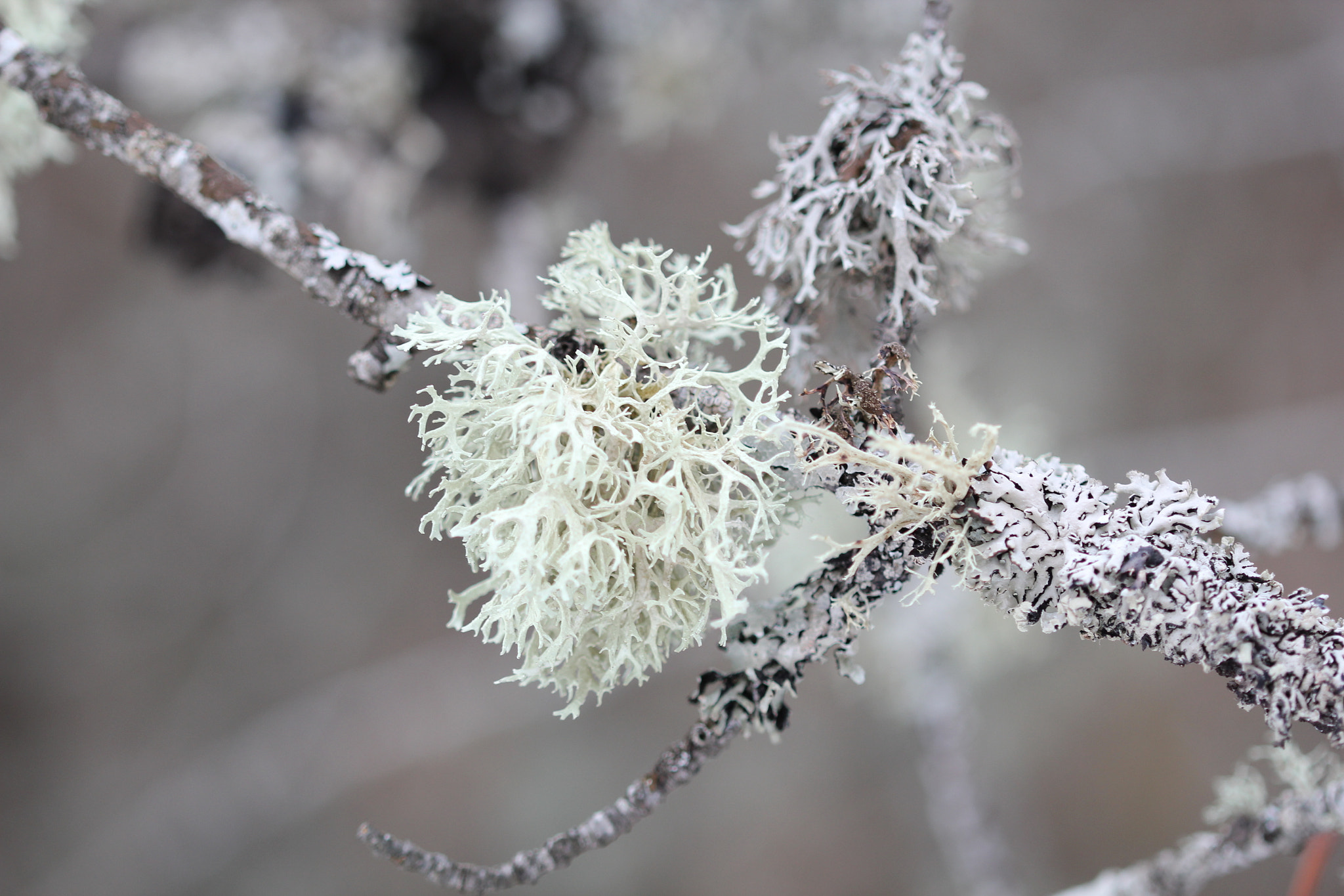Canon EF 100mm F2.8 Macro USM sample photo. Img photography