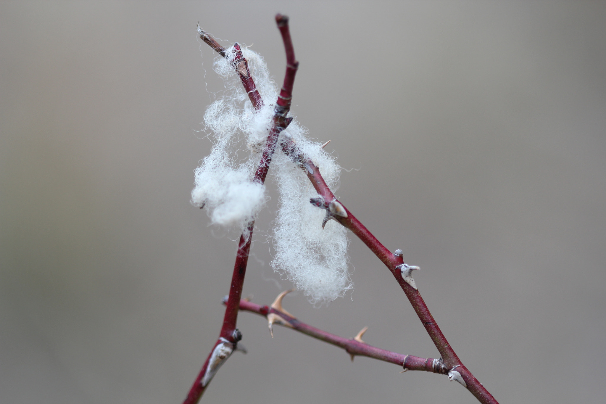 Canon EF 100mm F2.8 Macro USM sample photo. Img photography