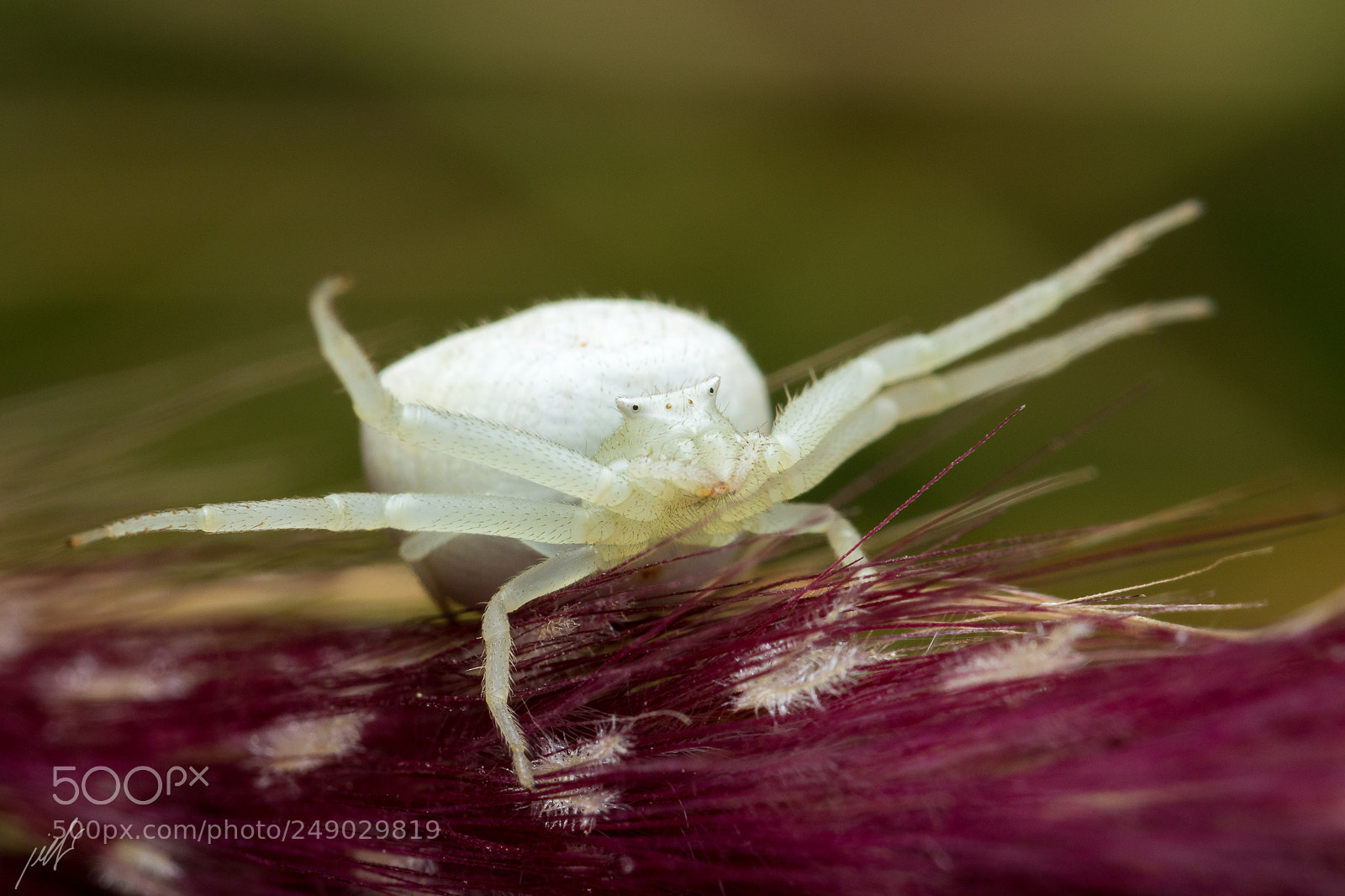 Canon EOS 7D Mark II sample photo. Flower crab spider photography