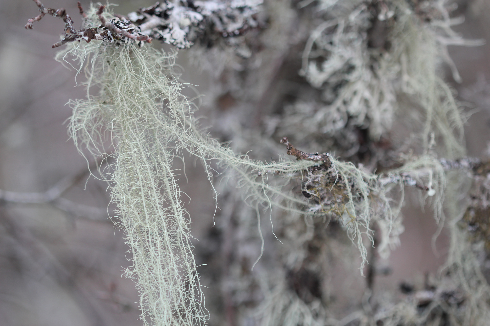 Canon EF 100mm F2.8 Macro USM sample photo. Img photography