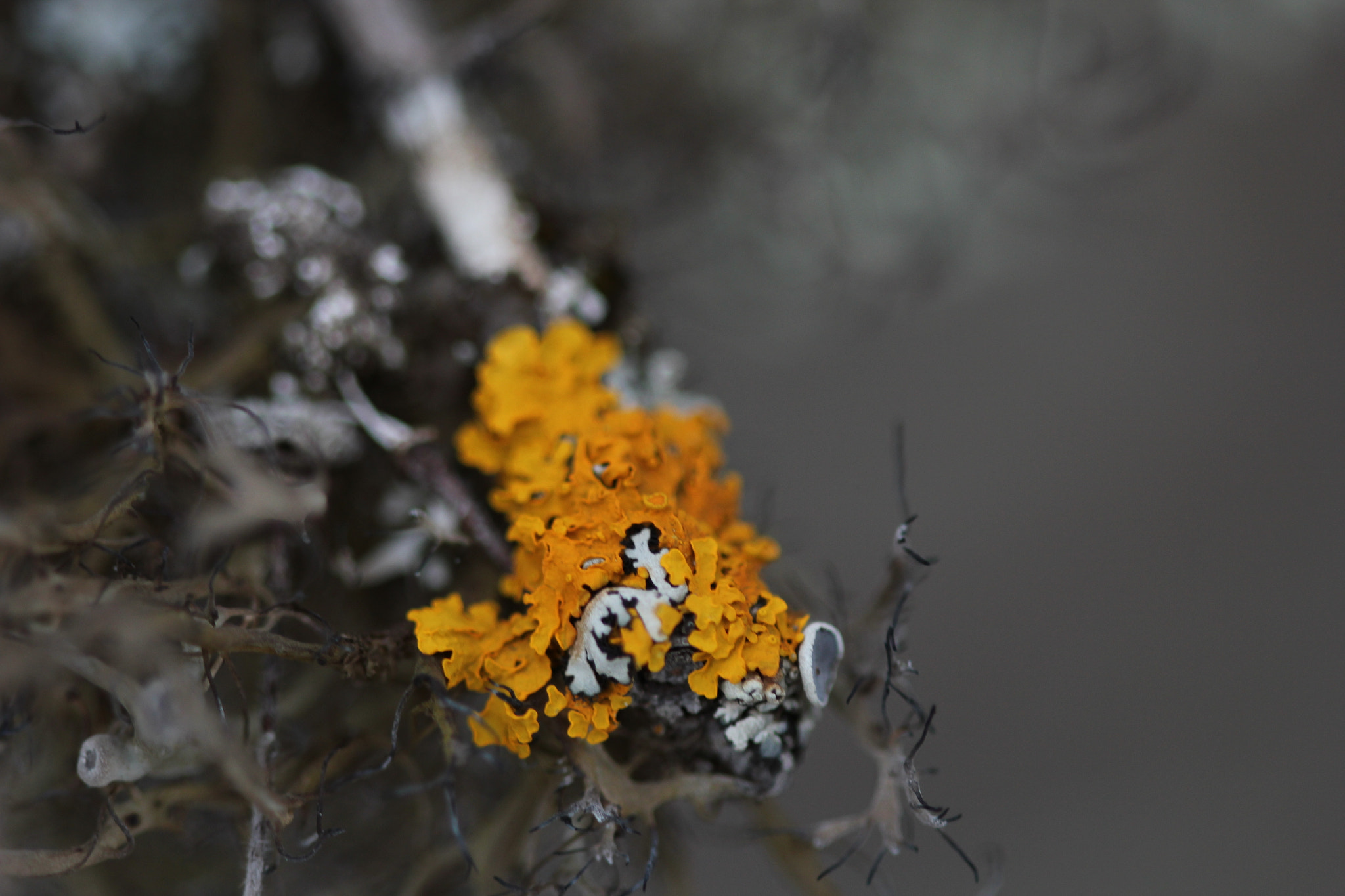 Canon EF 100mm F2.8 Macro USM sample photo. Img photography