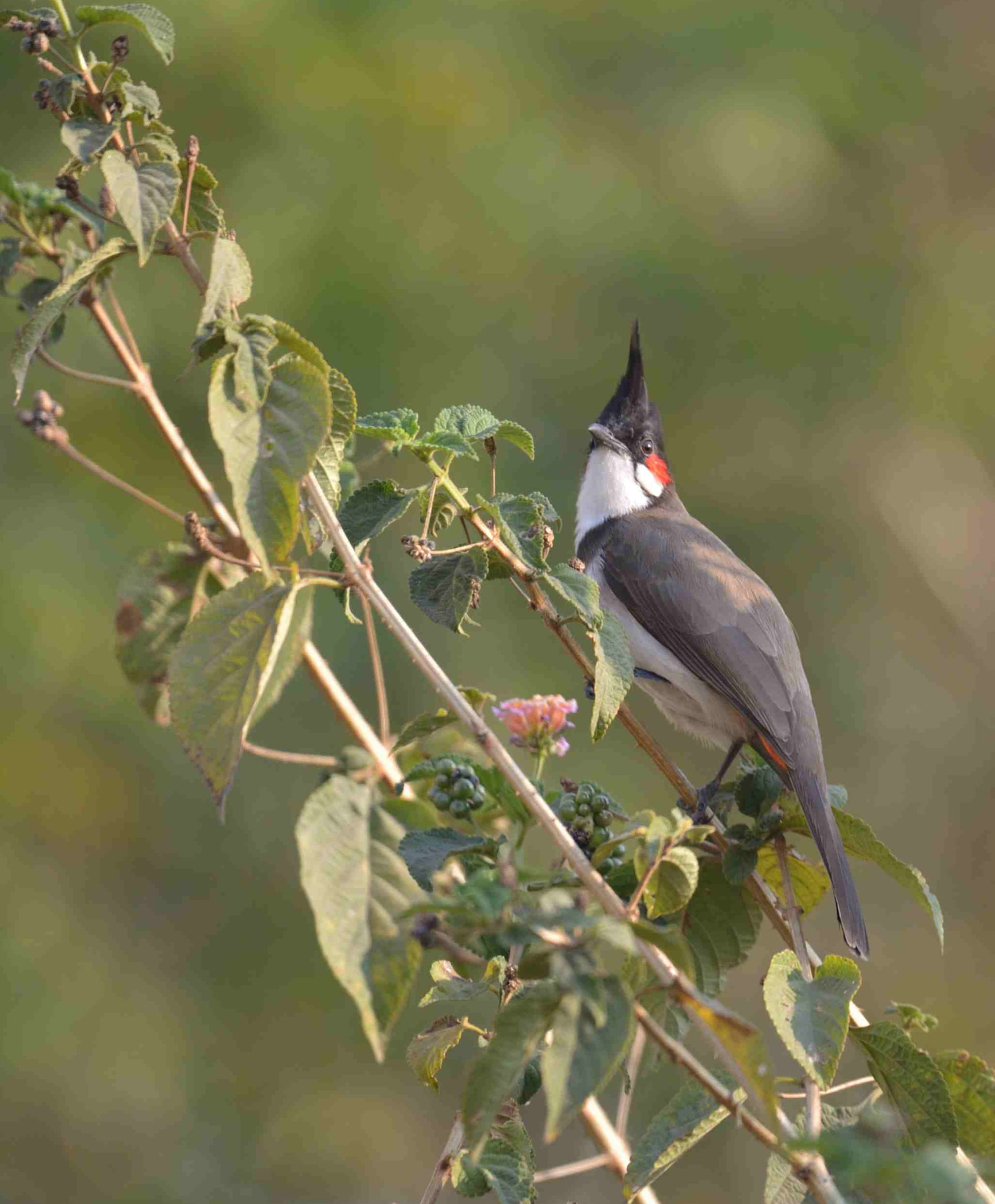 Nikon Nikkor AF-S 300mm F4E PF ED VR sample photo. Red-whiskered bulbul photography