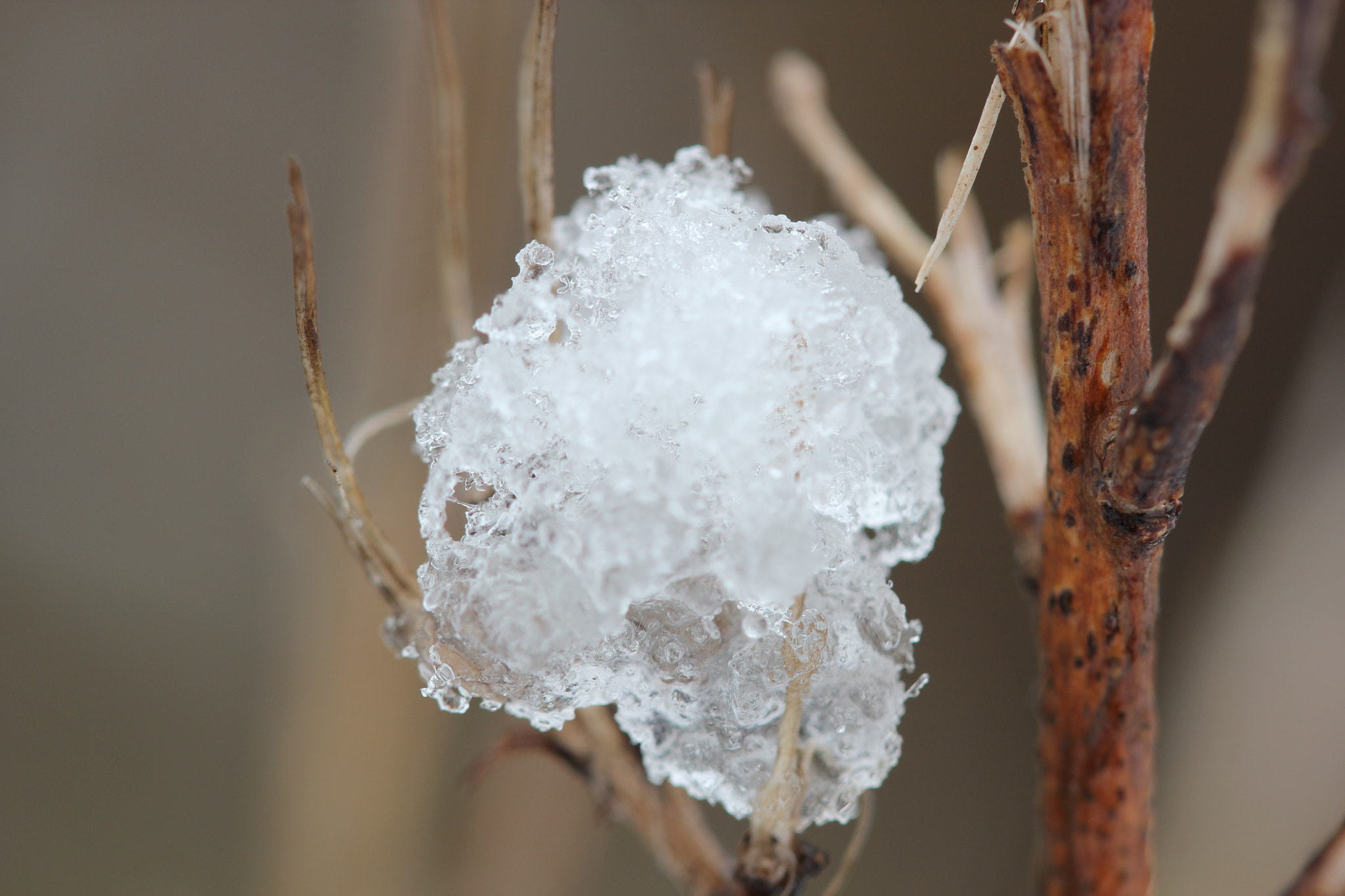 Canon EF 100mm F2.8 Macro USM sample photo. Img photography