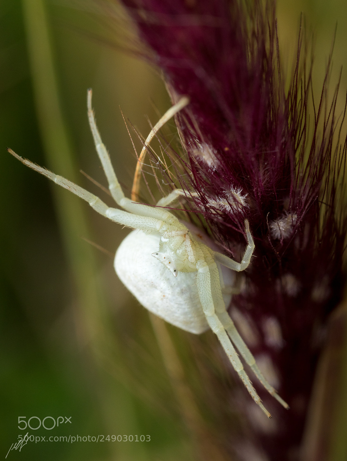 Canon EOS 7D Mark II sample photo. Flower crab spider photography