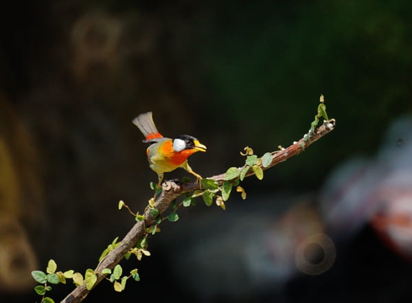 Sony 500mm F8 Reflex sample photos - ExploreCams