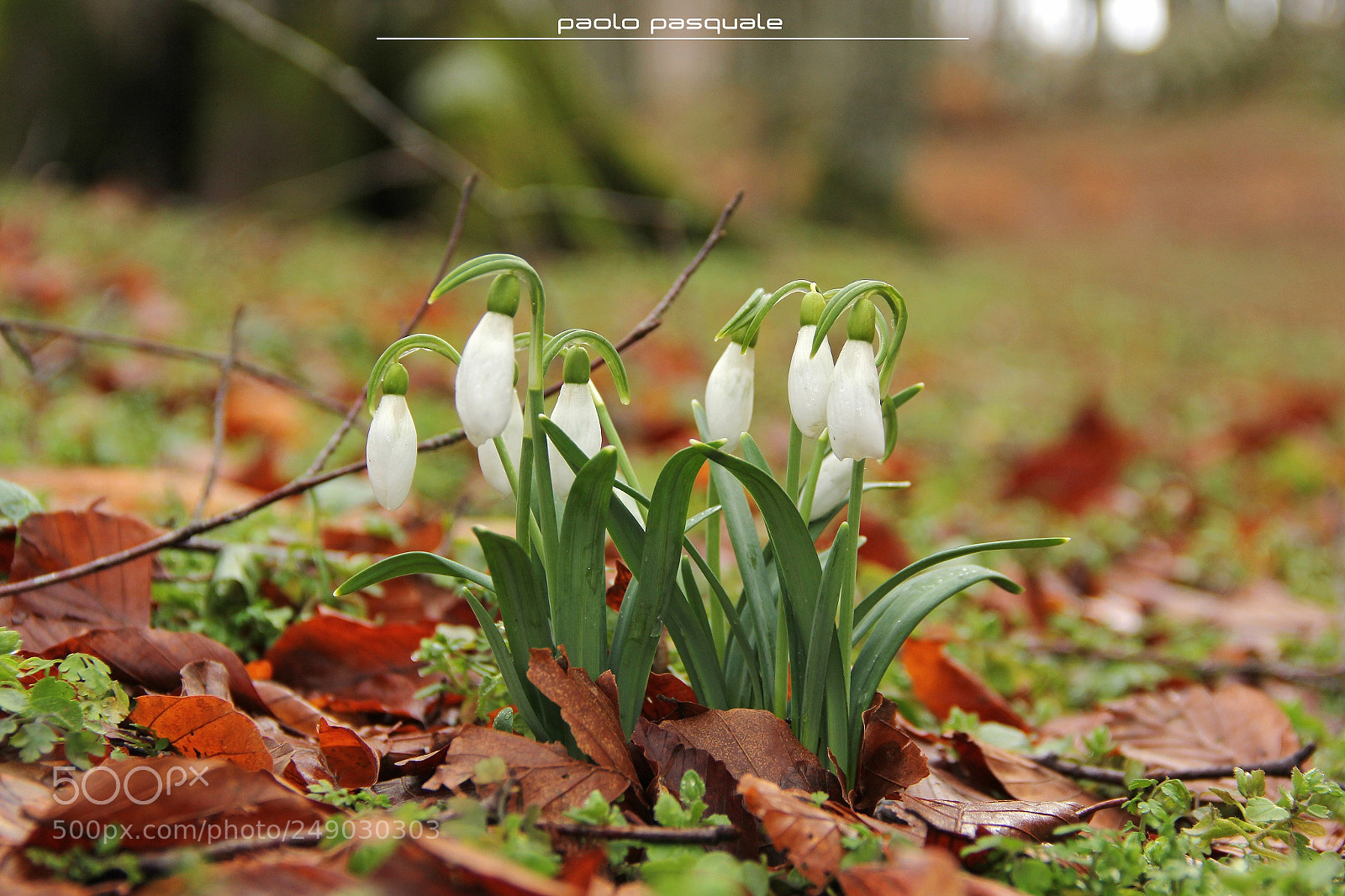 Canon EOS 60D sample photo. Bucaneve photography