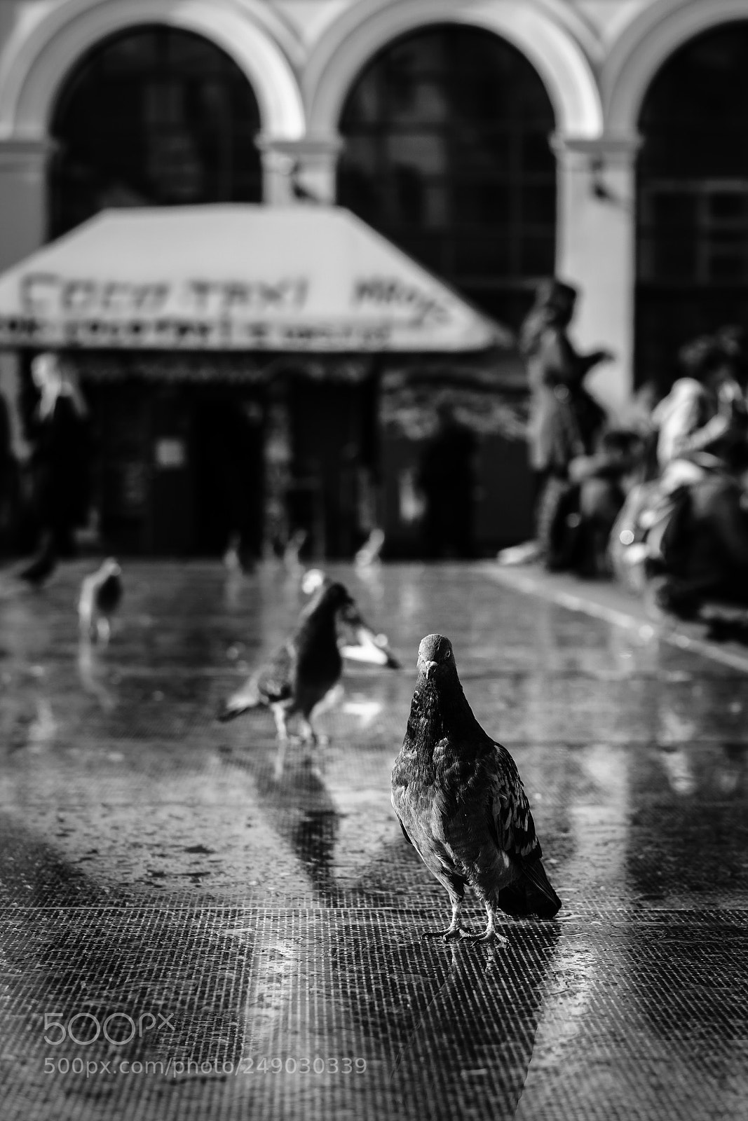 Sony a6000 sample photo. Emperor photography