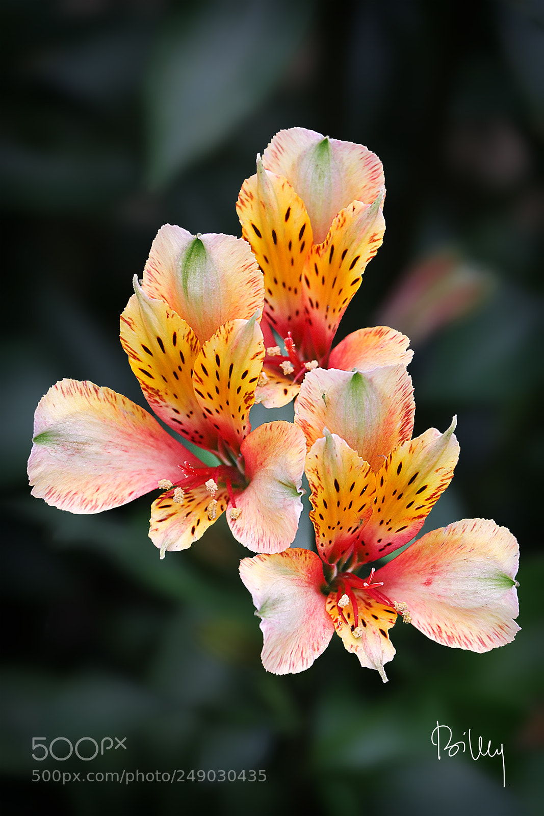 Canon EOS 5D Mark IV sample photo. Flowers photography