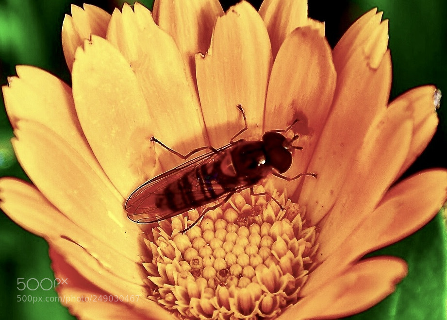 Nikon D7000 sample photo. Friendly photography