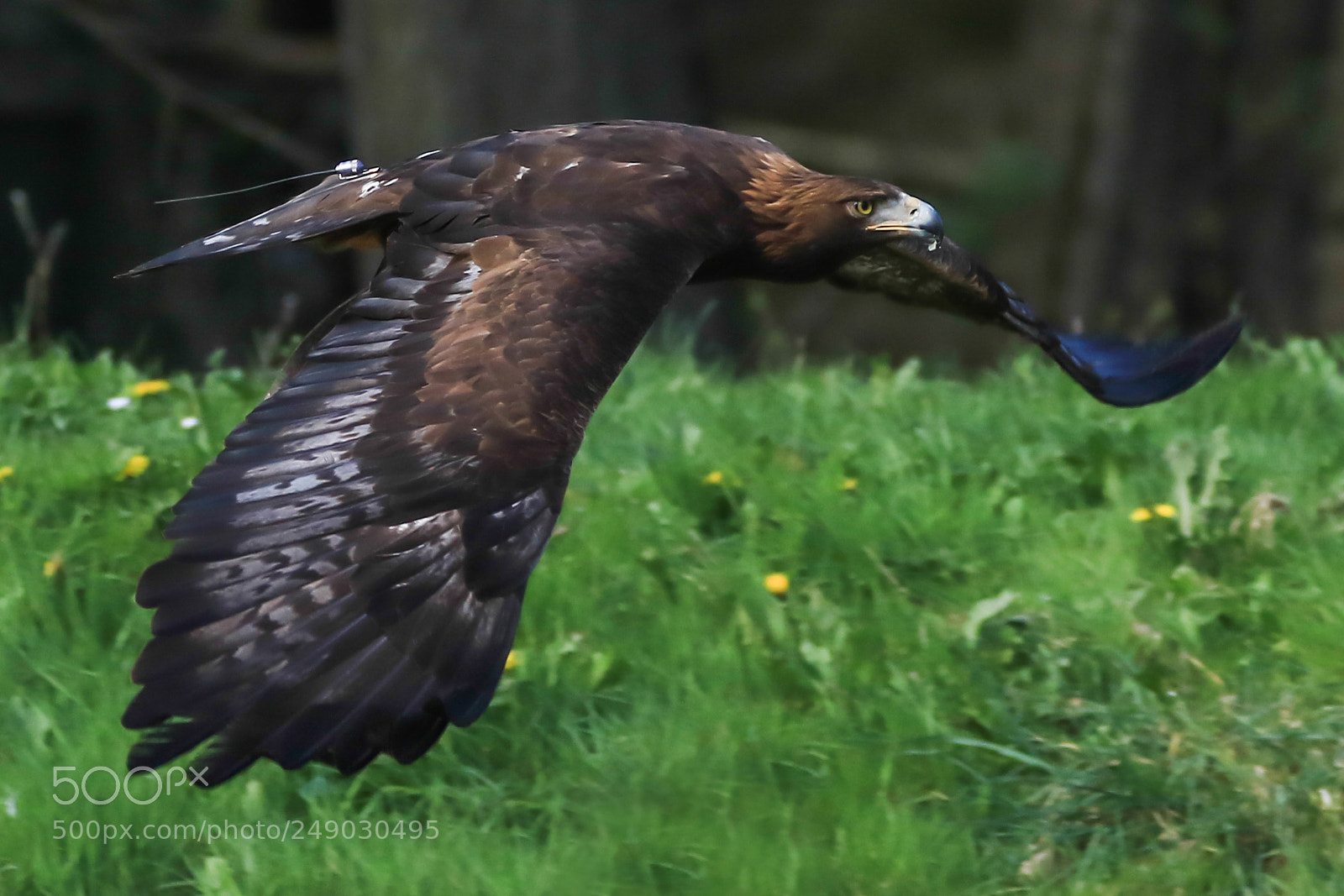 Canon EOS 7D Mark II sample photo. Aigle royal photography