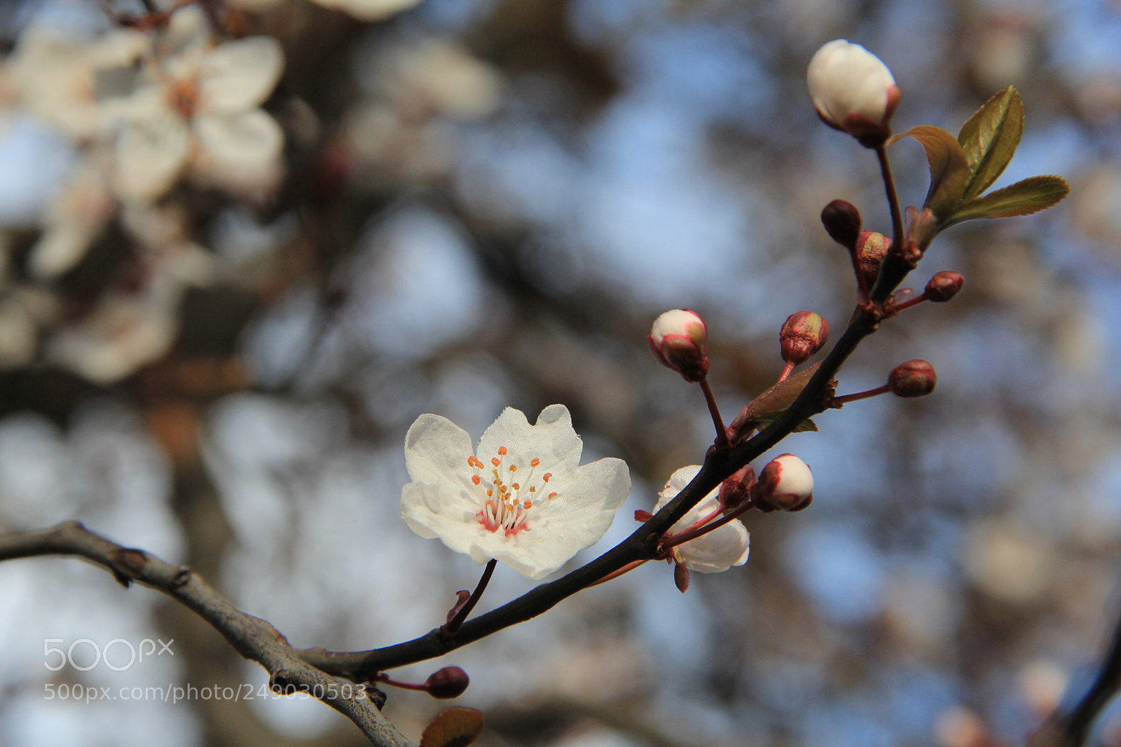 Canon EF-S 18-135mm F3.5-5.6 IS sample photo. Untitled photography