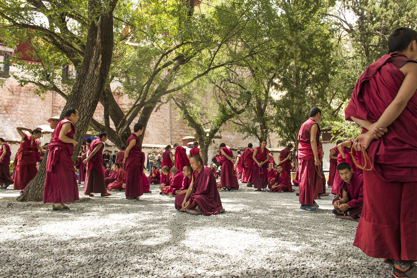 Canon EOS 60D sample photo. Back to lhasa photography