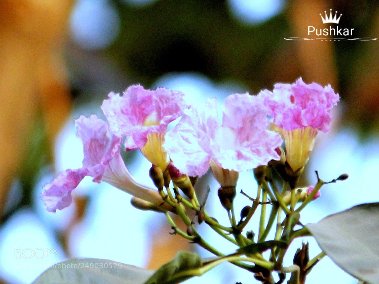 Canon EOS 1200D (EOS Rebel T5 / EOS Kiss X70 / EOS Hi) sample photo. Autumn photography